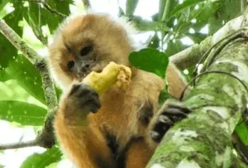 2d1n tambopata jungle classic tours